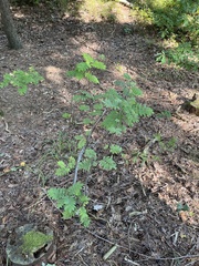 Scandosorbus intermedia