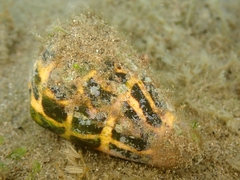 Conus ebraeus