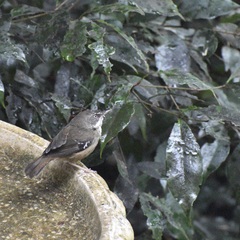 Sericornis frontalis