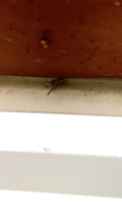 Zygiella x-notata