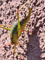 Barbitistes constrictus