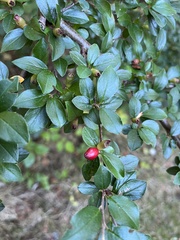 Cotoneaster divaricatus