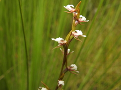 Prasophyllum