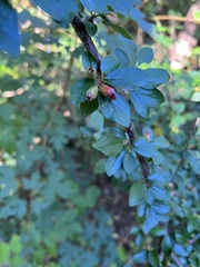 Cotoneaster divaricatus