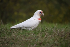 Cacatua tenuirostris
