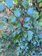Cotoneaster divaricatus