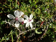 Burchardia umbellata