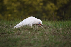 Cacatua tenuirostris