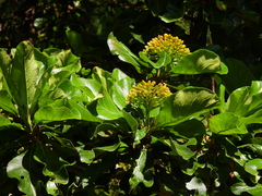 Deplanchea tetraphylla