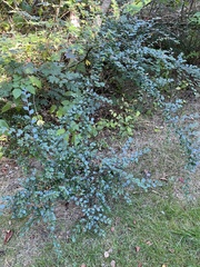 Cotoneaster divaricatus