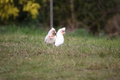 Cacatua tenuirostris