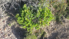 Pultenaea villifera