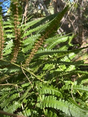 Dryopteris filix-mas