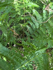 Dryopteris filix-mas