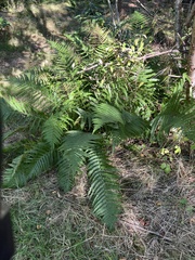 Dryopteris filix-mas