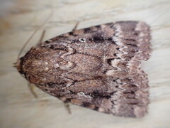 Amphipyra pyramidea