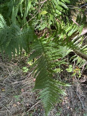 Dryopteris filix-mas