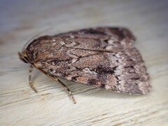 Amphipyra pyramidea