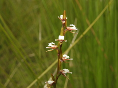 Prasophyllum
