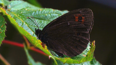 Erebia ligea