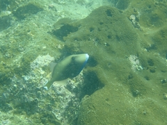 Sufflamen chrysopterum