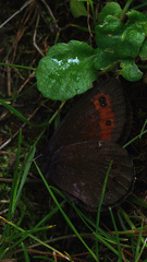 Erebia ligea