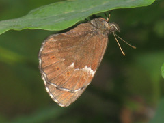 Erebia ligea