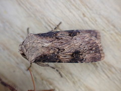 Agrotis puta