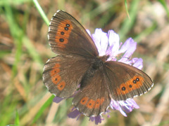 Erebia ligea