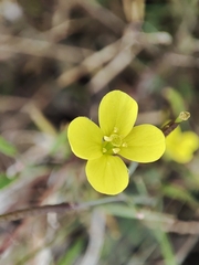 Diplotaxis muralis