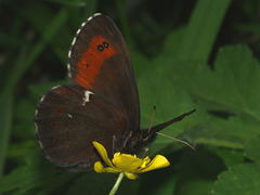 Erebia ligea