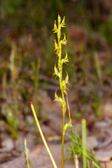 Prasophyllum gracile