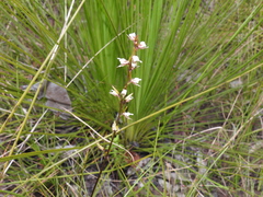 Prasophyllum