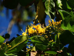 Deplanchea tetraphylla