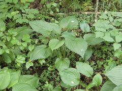 Hosta ventricosa