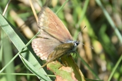 Polyommatus icarus