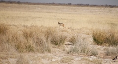 Lupulella mesomelas mesomelas