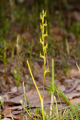 Prasophyllum gracile