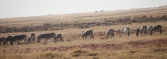 Equus quagga burchellii