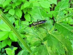 Tenthredo mesomela