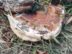Ganoderma