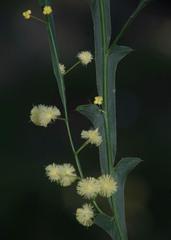 Acacia alata alata