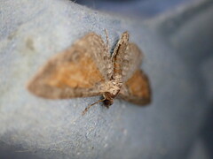 Eupithecia icterata