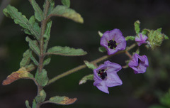 Thomasia glabripetala