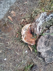 Ganoderma