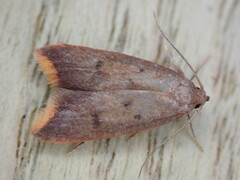 Tachystola acroxantha