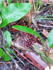 Grevillea laurifolia
