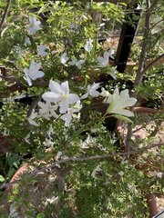 Bauhinia natalensis