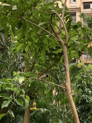 Pycnonotus cafer
