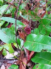 Grevillea laurifolia